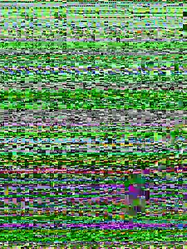 Hachi_Sweetbabie_ — Looking forward to Vietnamese new year